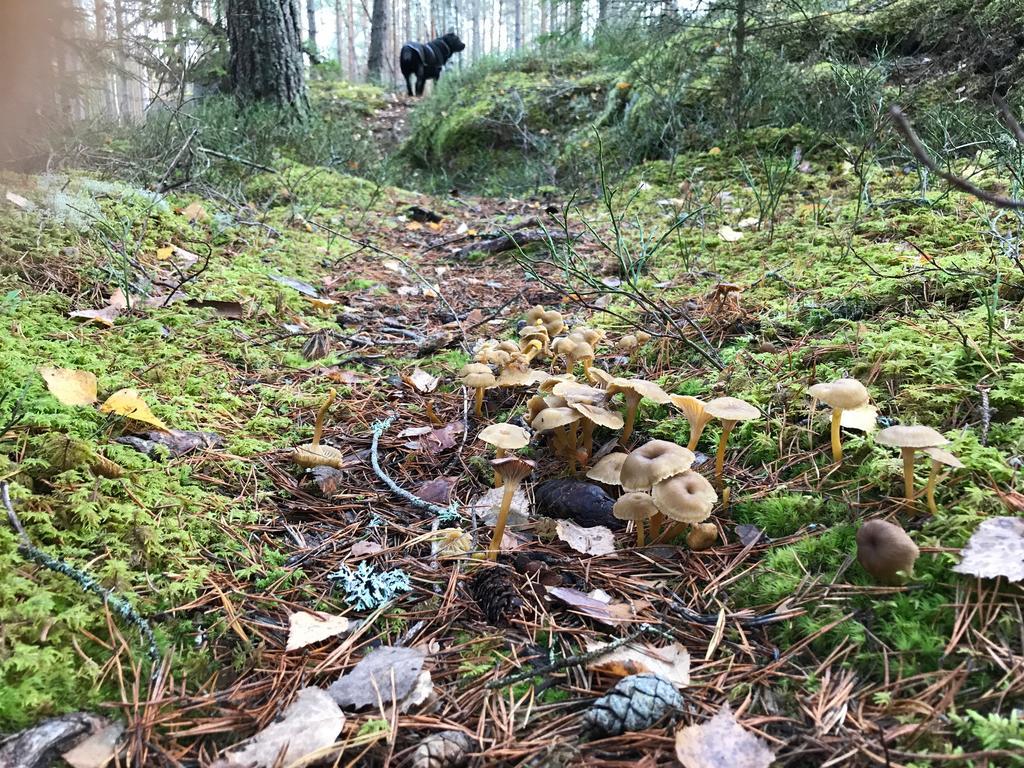 Stf Kolarbyn Eco-Lodge Skinnskatteberg Exteriér fotografie